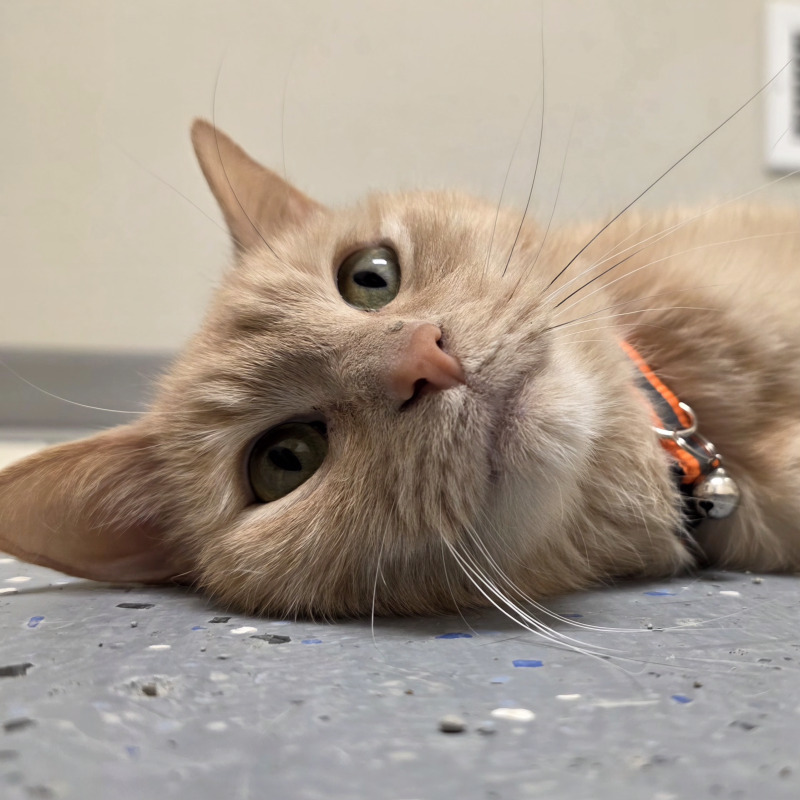 Peanut