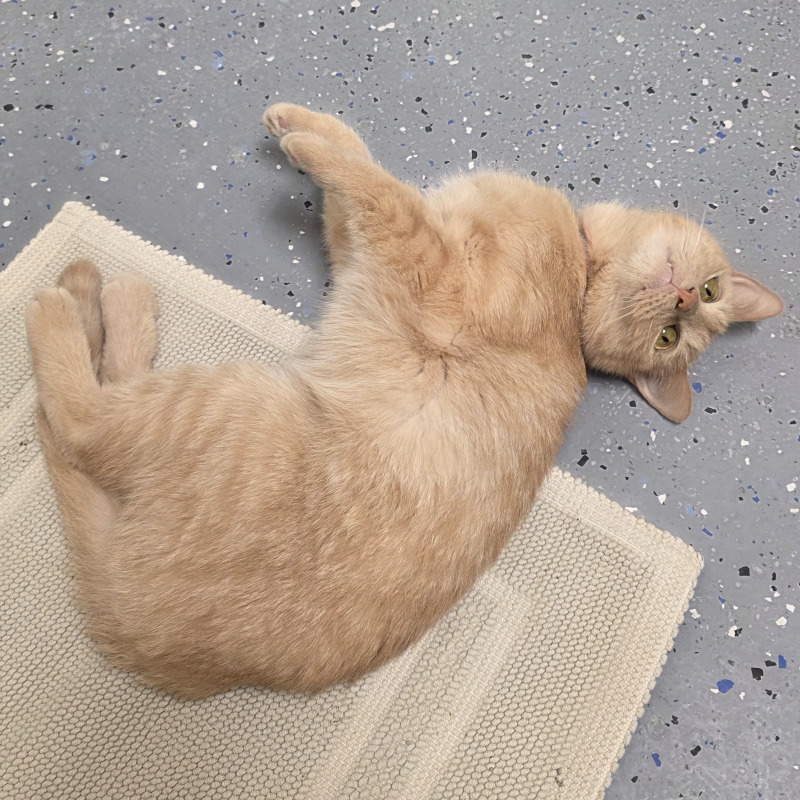 Peanut
