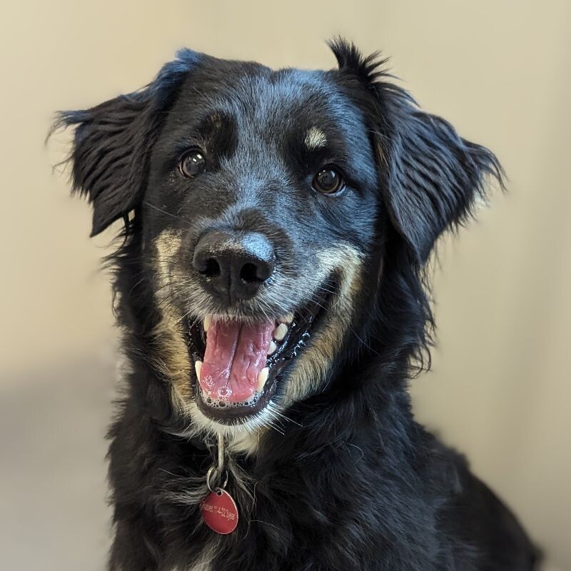 (Koda) Dakota