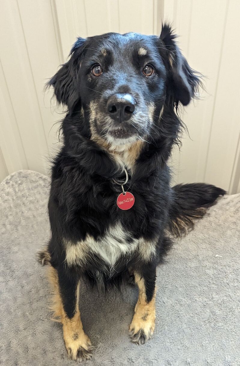 (Koda) Dakota