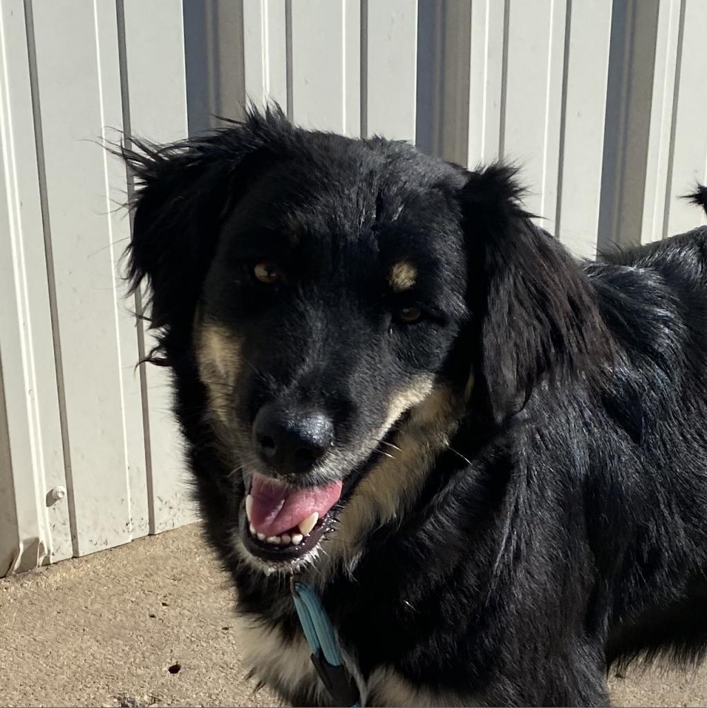 (Koda) Dakota