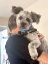 Gus photo 1