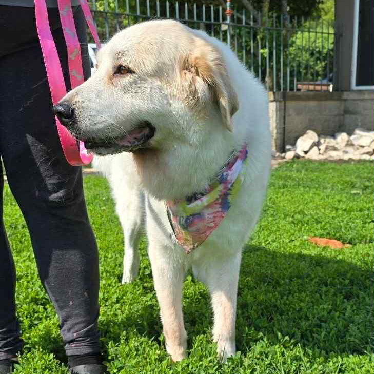 Layla