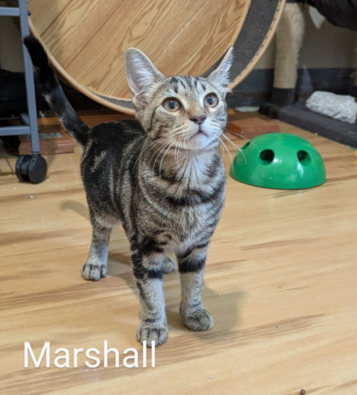 Marshall