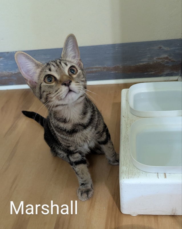 Marshall
