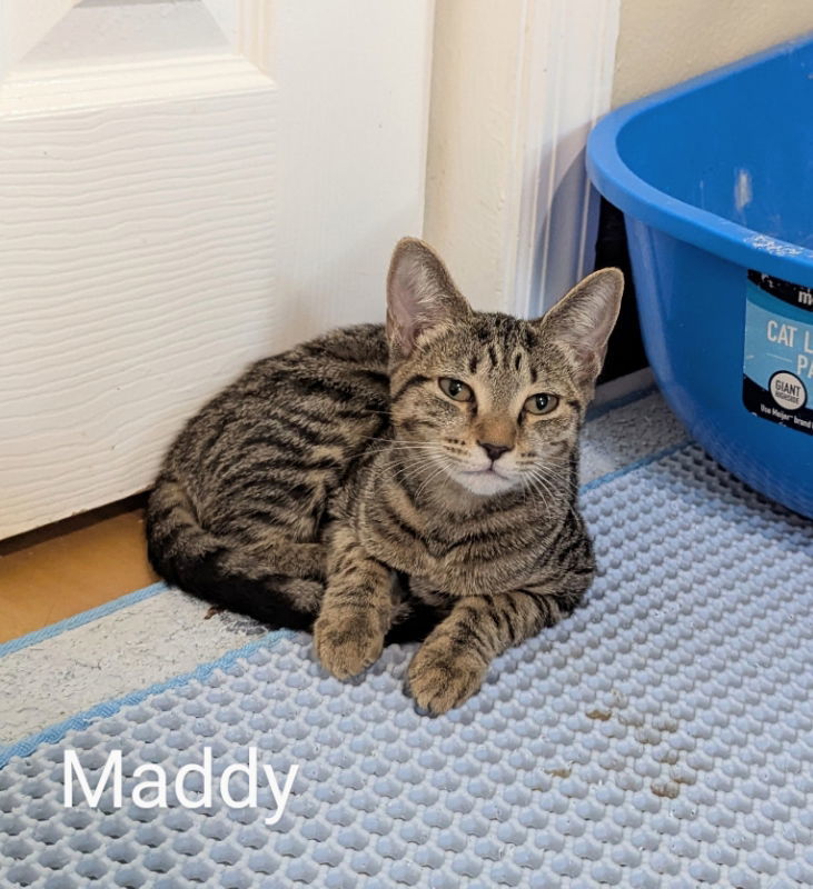 Maddy