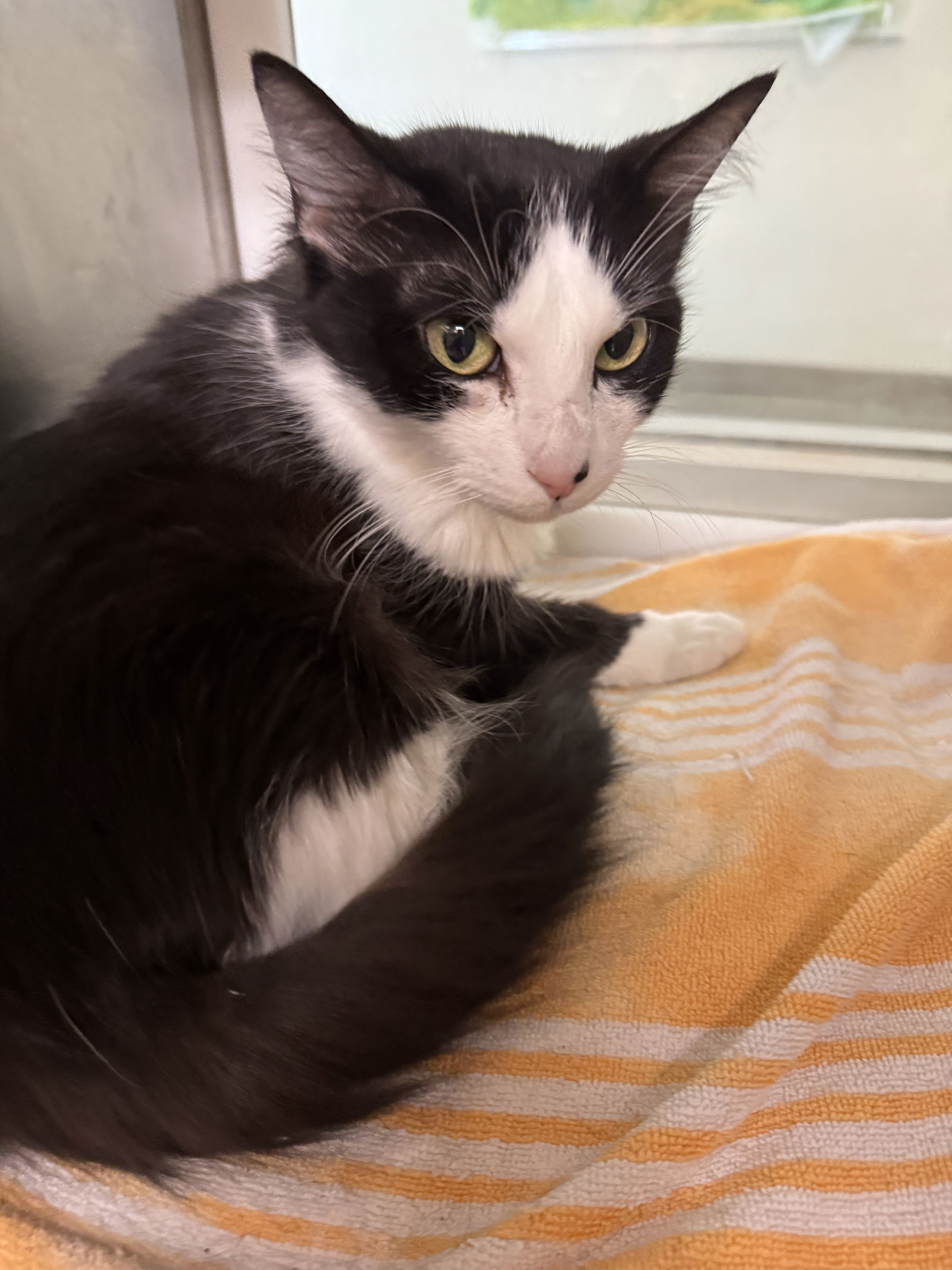 Boots Scoot 63246, an adoptable Domestic Medium Hair in Pampa, TX, 79065 | Photo Image 1