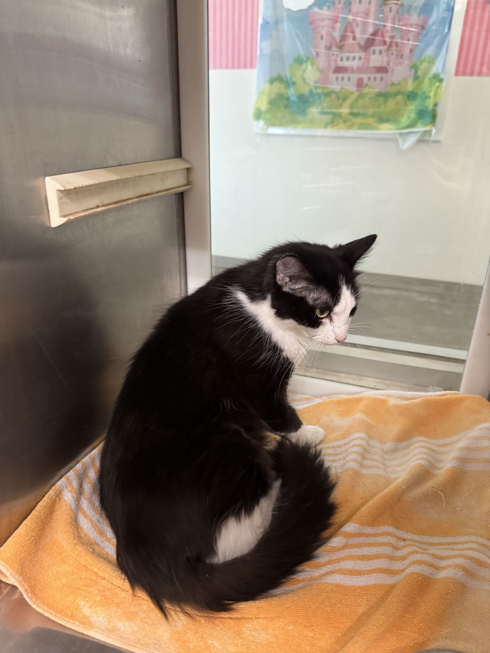 Boots Scoot 63246, an adoptable Domestic Medium Hair in Pampa, TX, 79065 | Photo Image 3
