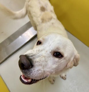 Freddie Mercury 62367, an adoptable Akbash, Great Pyrenees in Pampa, TX, 79065 | Photo Image 1