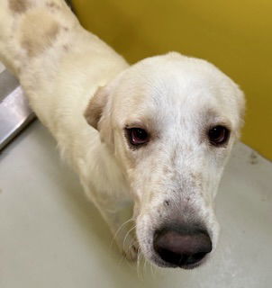 Freddie Mercury 62367, an adoptable Akbash, Great Pyrenees in Pampa, TX, 79065 | Photo Image 2