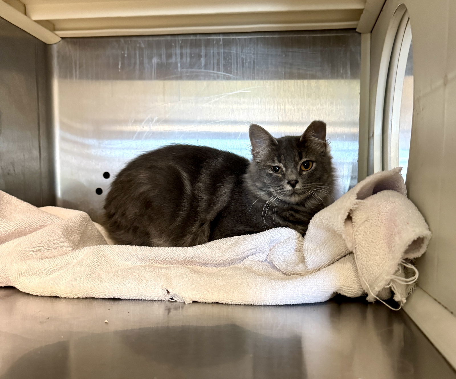 Brit Billy Bong 62316, an adoptable Tabby in Pampa, TX, 79065 | Photo Image 1