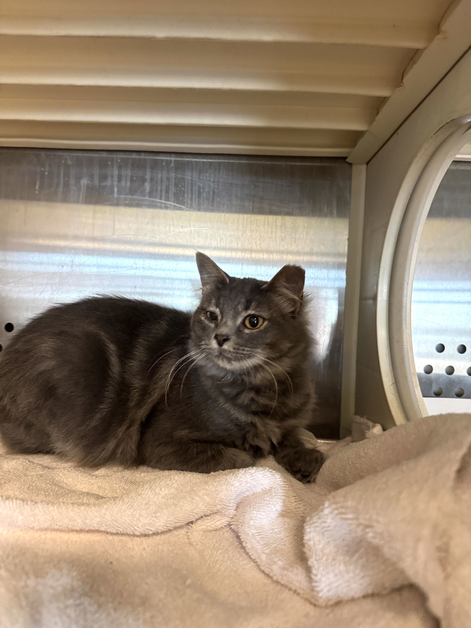 Brit Billy Bong 62316, an adoptable Tabby in Pampa, TX, 79065 | Photo Image 2