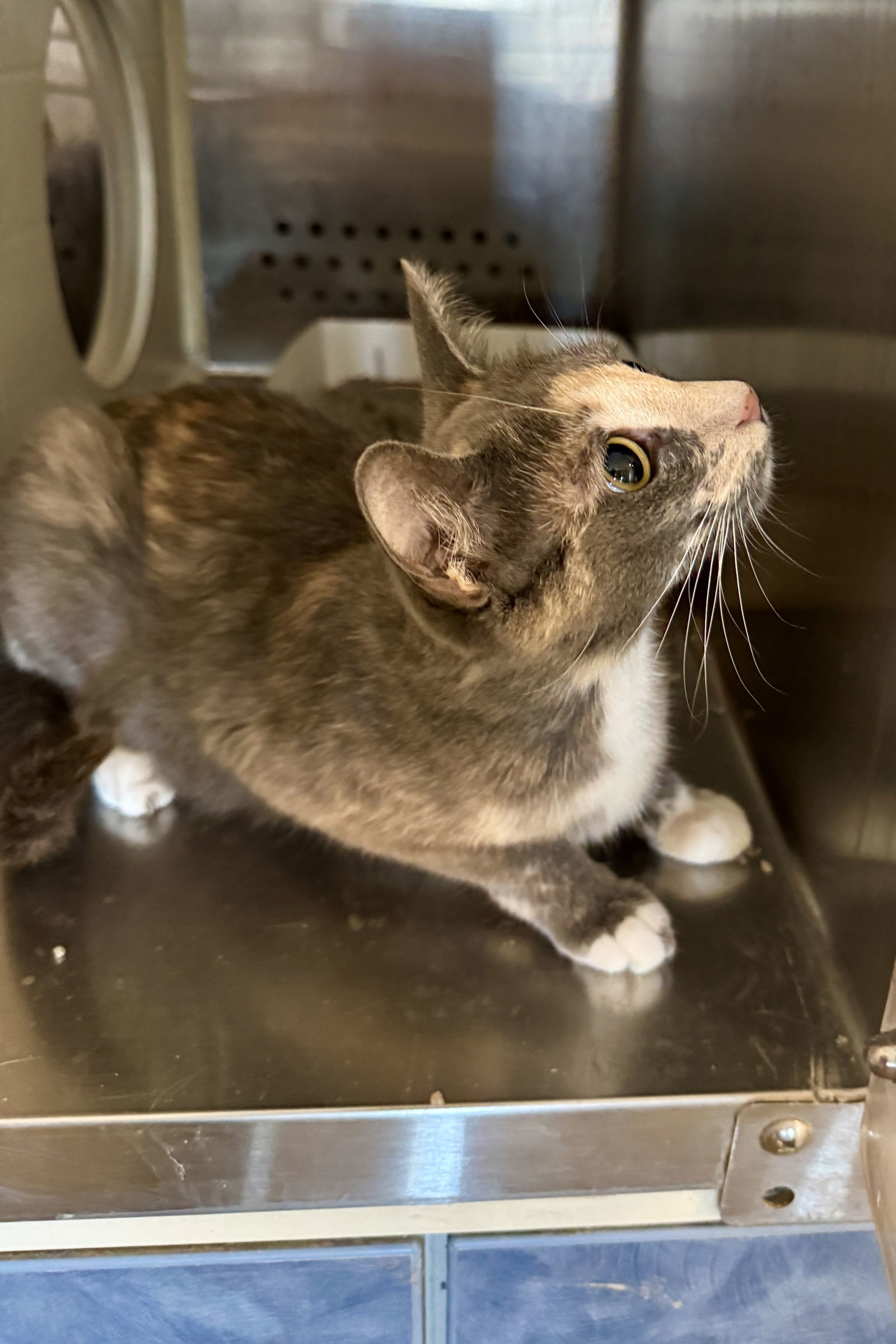 Millie Monet 63020, an adoptable Dilute Tortoiseshell in Pampa, TX, 79065 | Photo Image 1