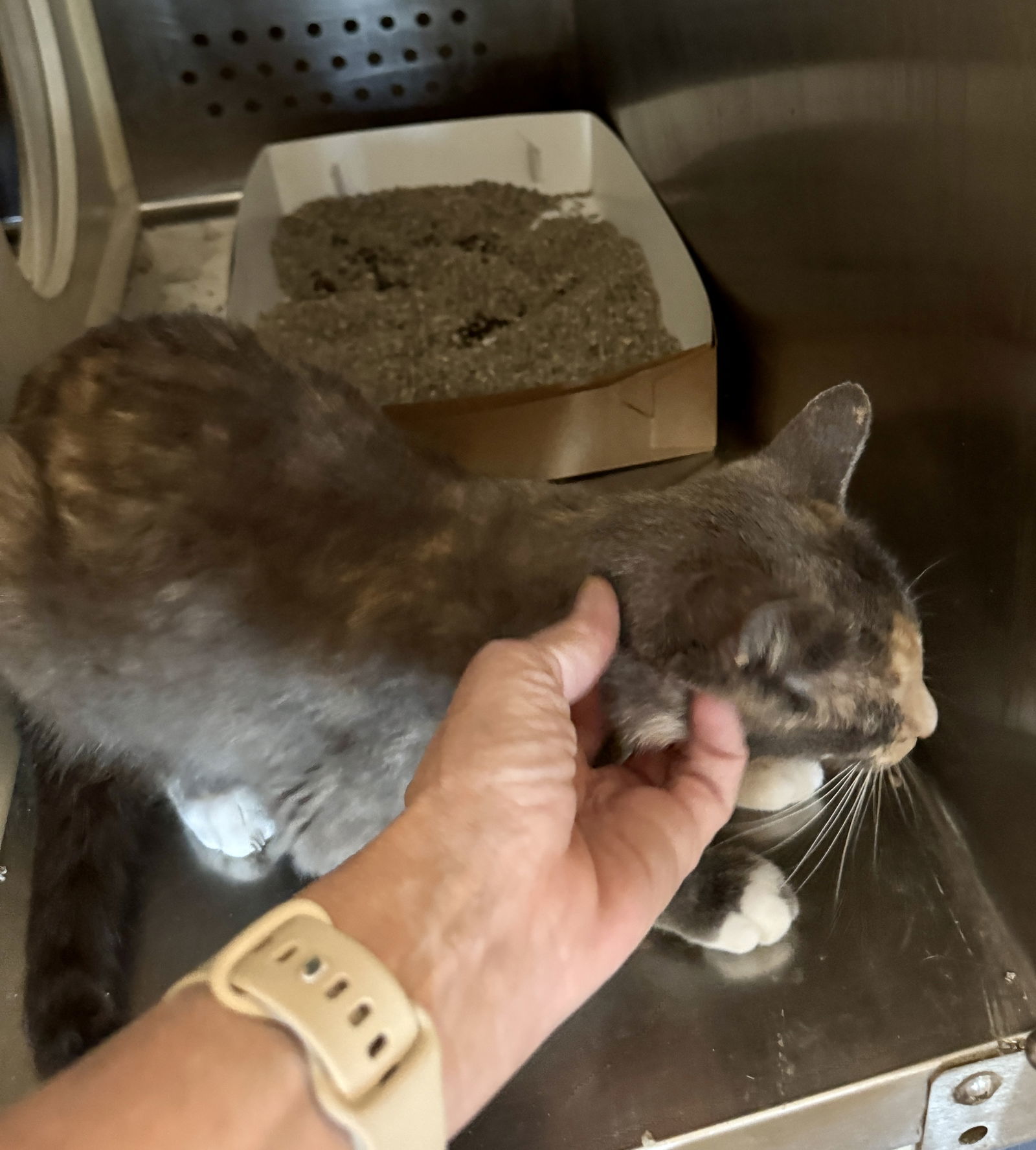 Millie Monet 63020, an adoptable Dilute Tortoiseshell in Pampa, TX, 79065 | Photo Image 2