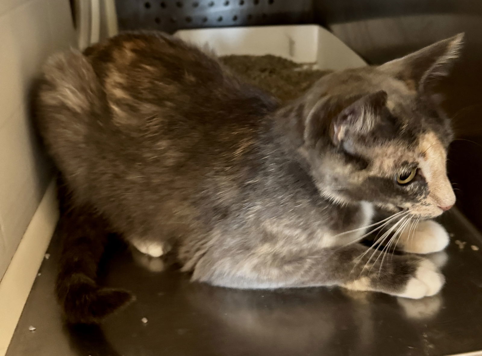 Millie Monet 63020, an adoptable Dilute Tortoiseshell in Pampa, TX, 79065 | Photo Image 3