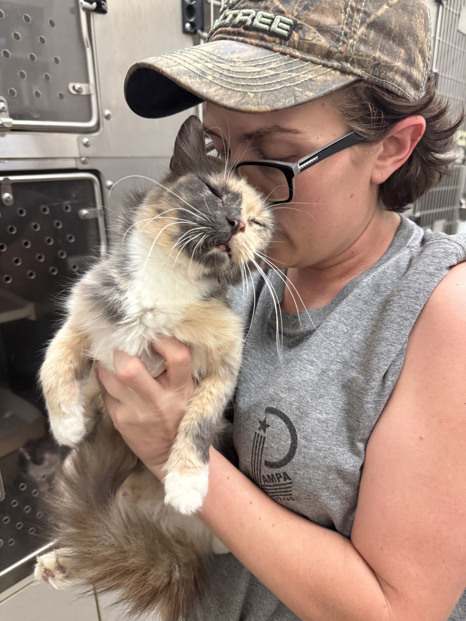 Suzie-Q, an adoptable Dilute Tortoiseshell in Pampa, TX, 79065 | Photo Image 1