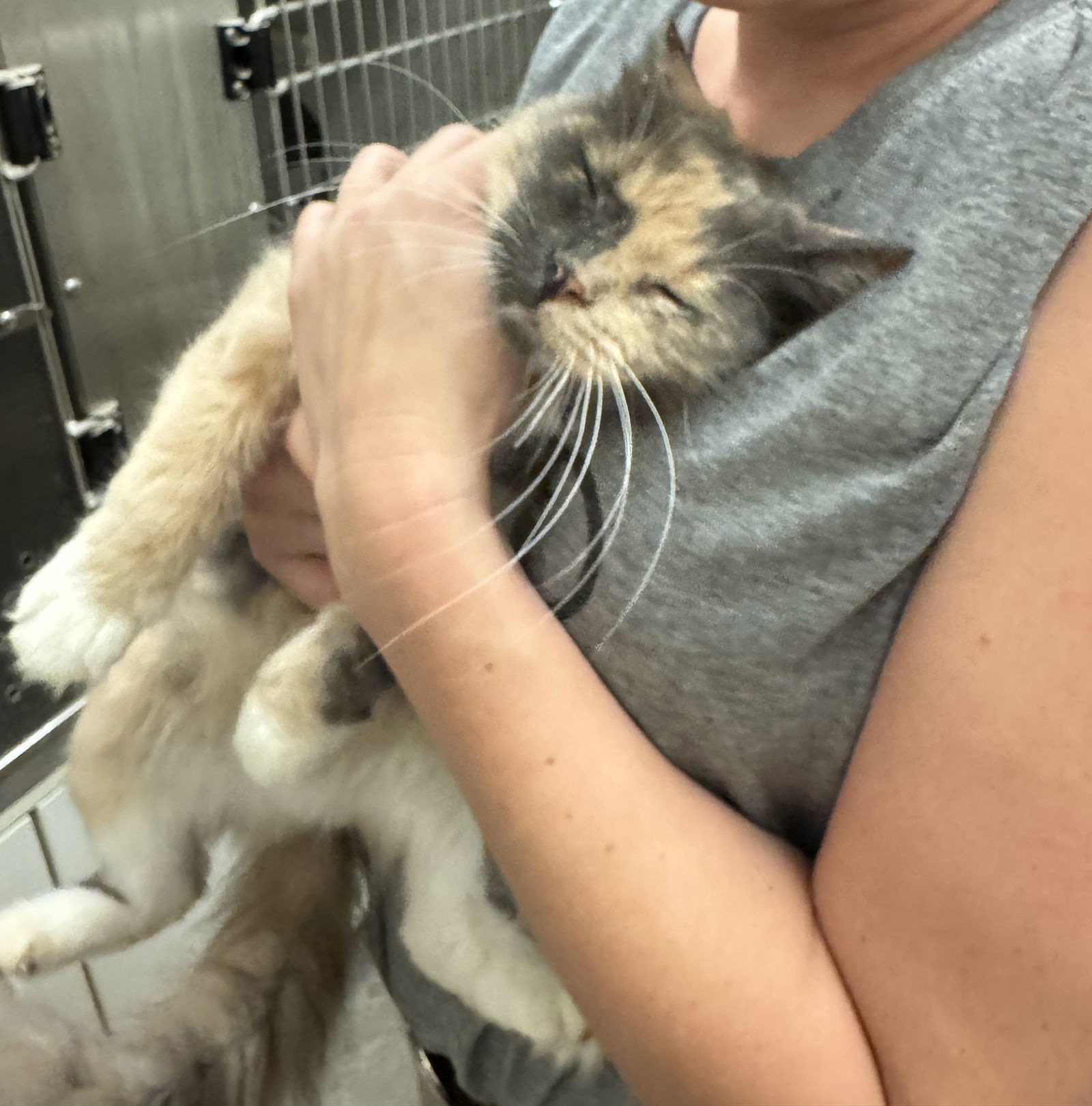 Suzie-Q, an adoptable Dilute Tortoiseshell in Pampa, TX, 79065 | Photo Image 2
