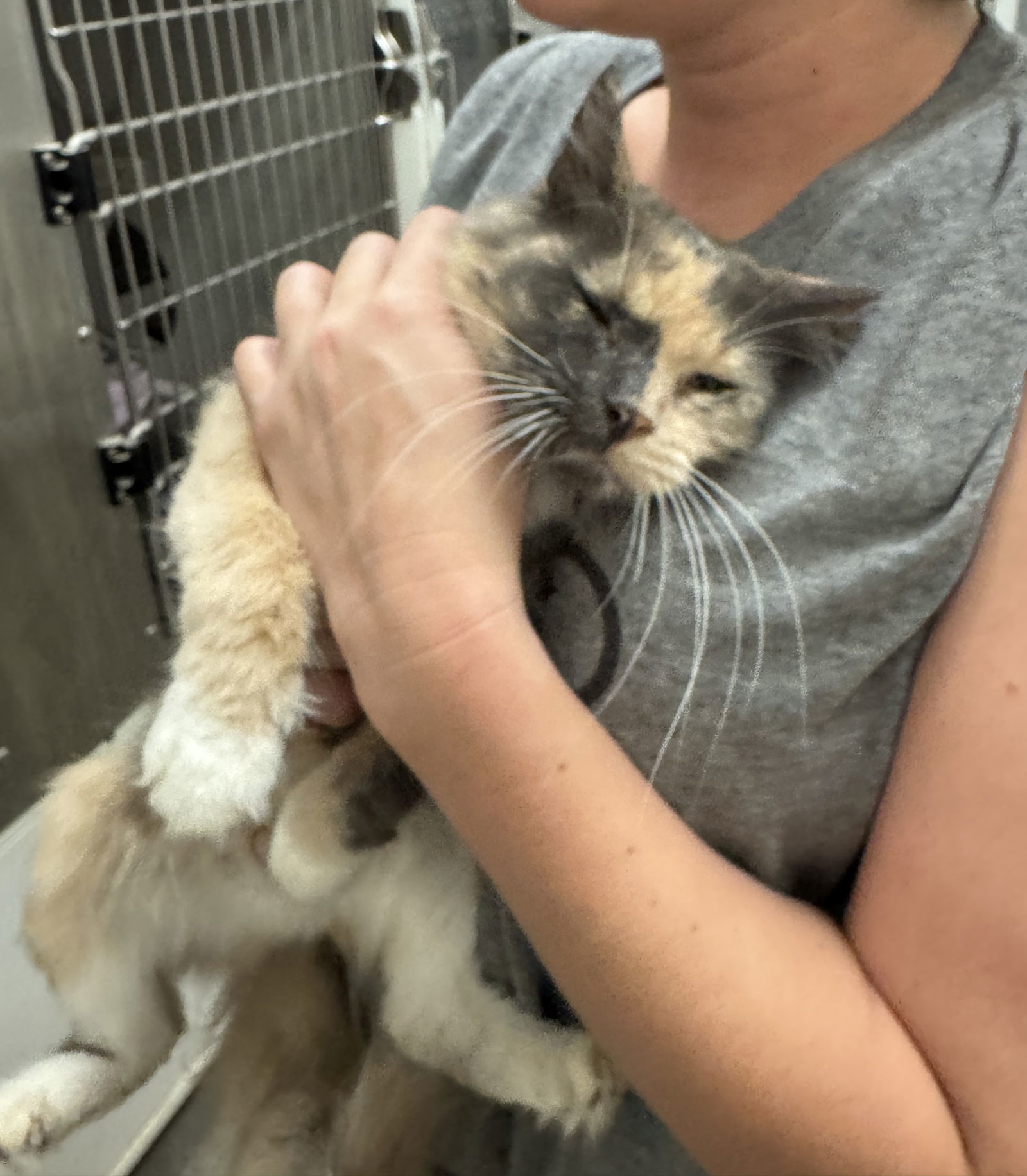 Suzie-Q, an adoptable Dilute Tortoiseshell in Pampa, TX, 79065 | Photo Image 3