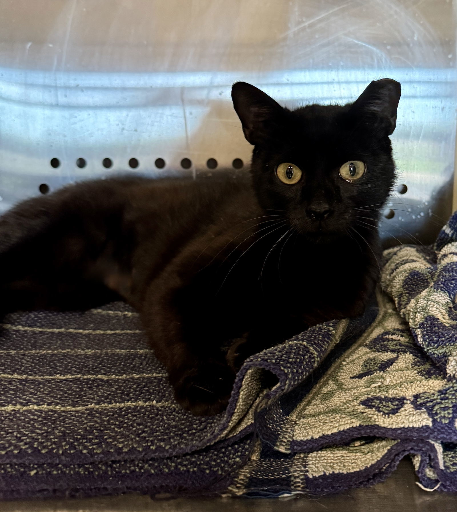 Velvet Noir 63053, an adoptable Domestic Short Hair in Pampa, TX, 79065 | Photo Image 1