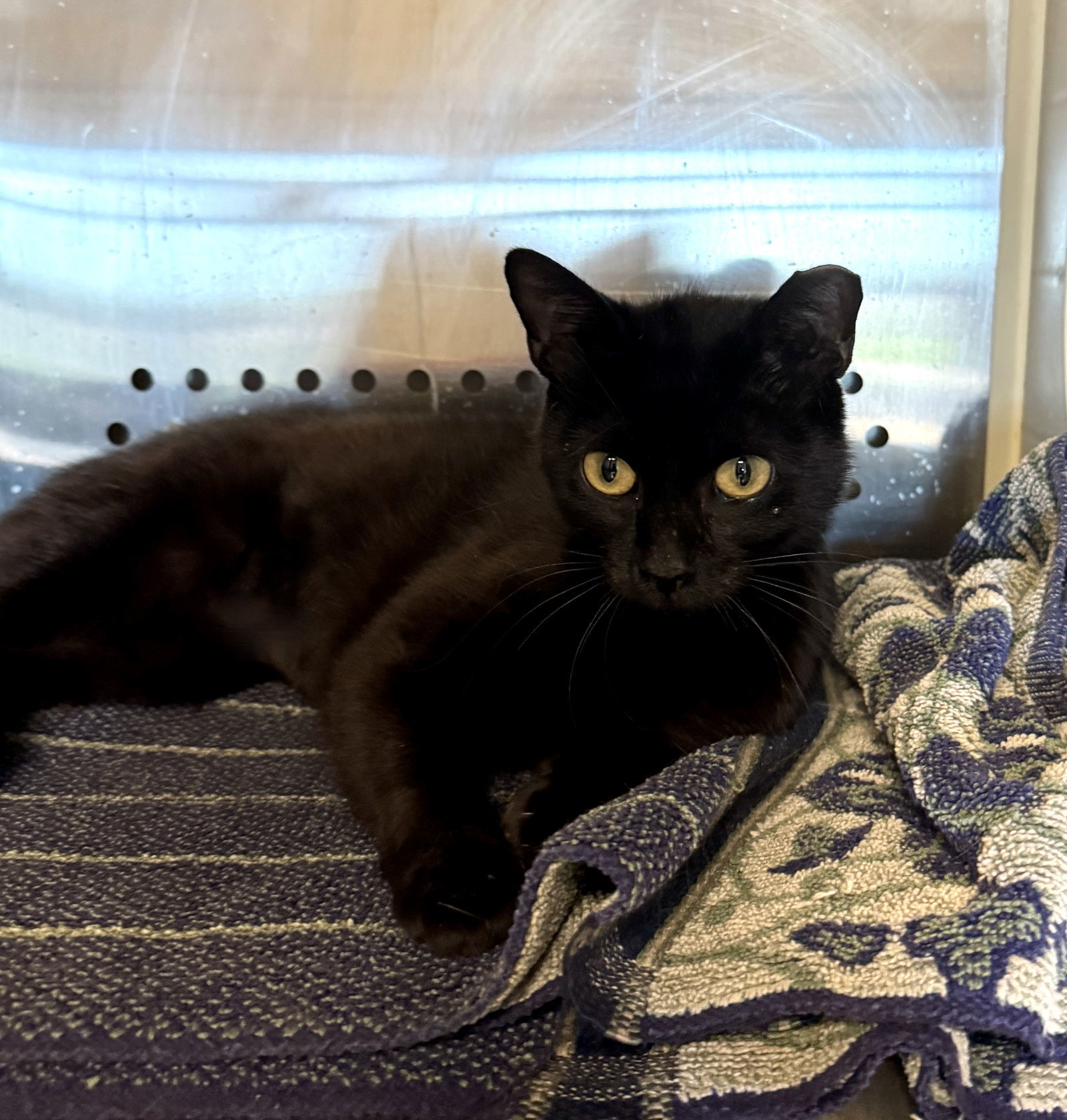 Velvet Noir 63053, an adoptable Domestic Short Hair in Pampa, TX, 79065 | Photo Image 2
