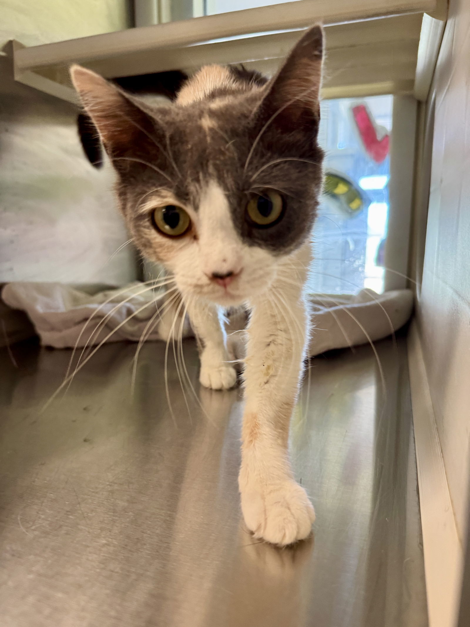 Tori Twinkle 63052, an adoptable Dilute Calico in Pampa, TX, 79065 | Photo Image 1