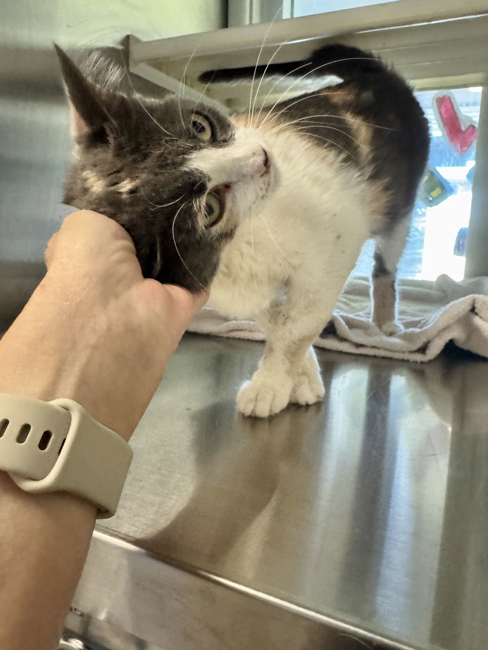 Tori Twinkle 63052, an adoptable Dilute Calico in Pampa, TX, 79065 | Photo Image 2