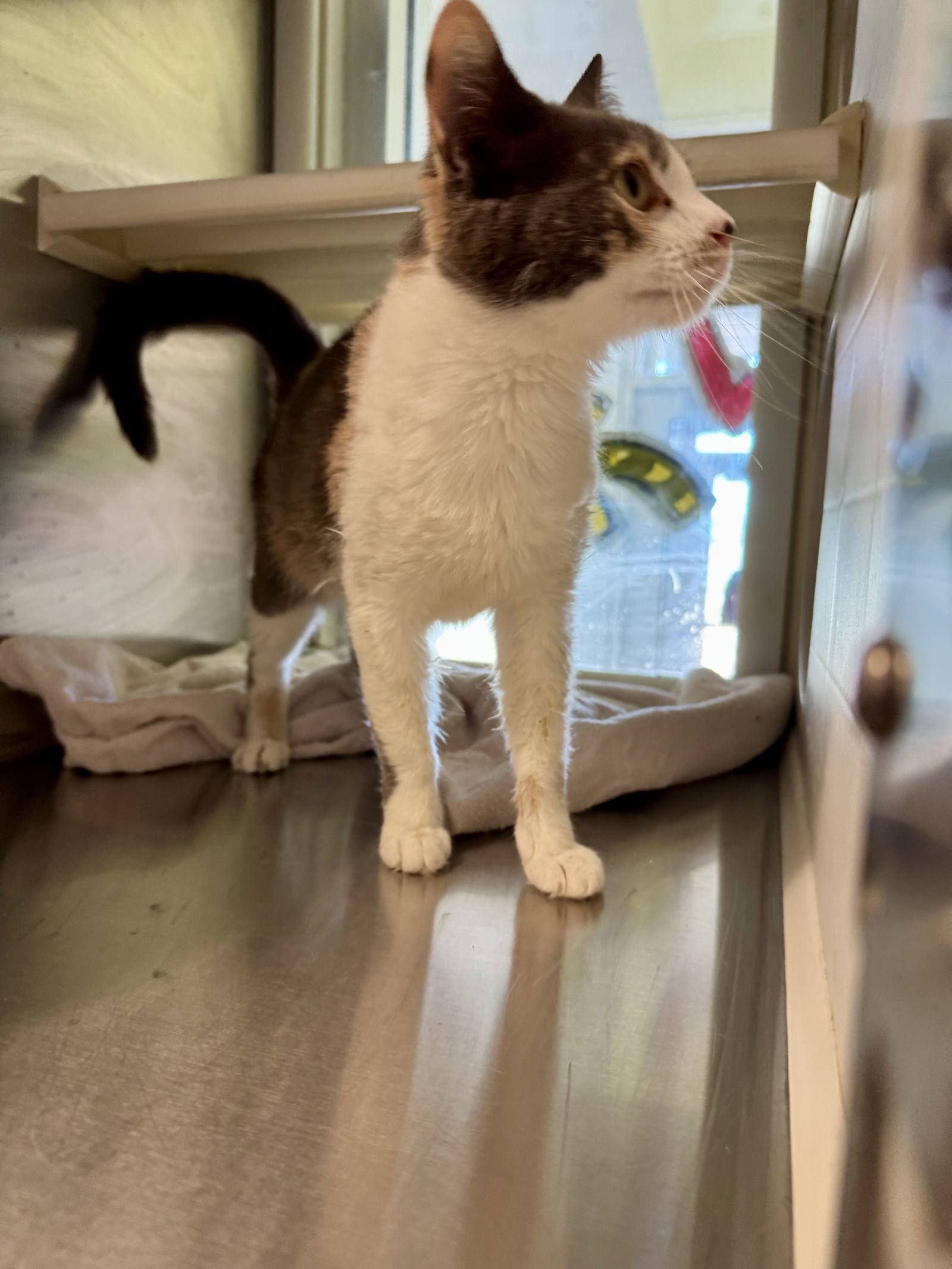 Tori Twinkle 63052, an adoptable Dilute Calico in Pampa, TX, 79065 | Photo Image 3