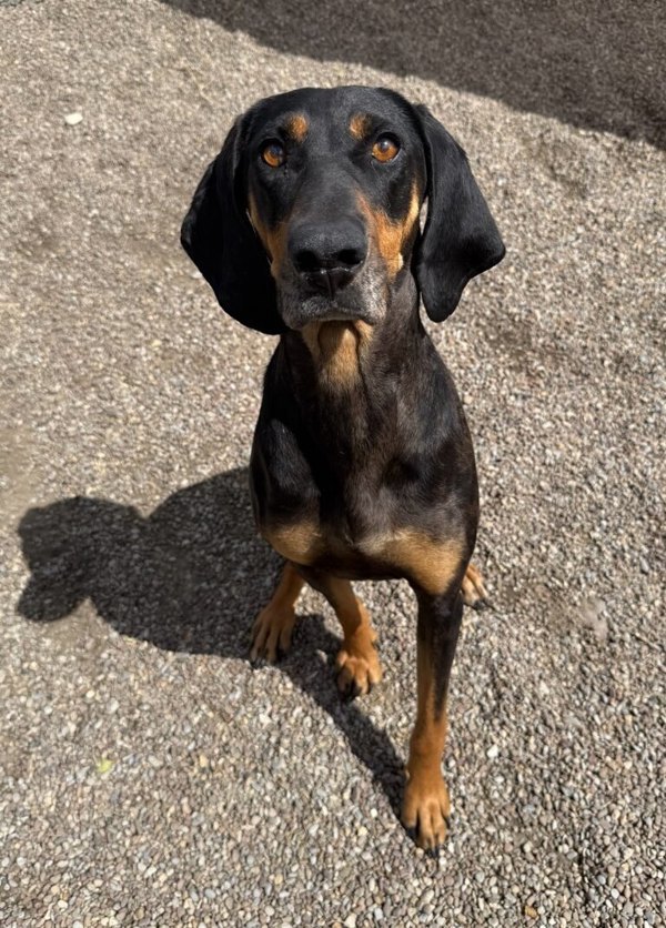 Jolene, an adoptable Mixed Breed in Great Falls, MT, 59405 | Photo Image 1