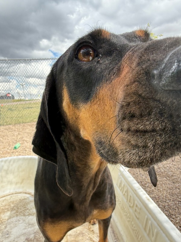 Jolene, an adoptable Mixed Breed in Great Falls, MT, 59405 | Photo Image 2