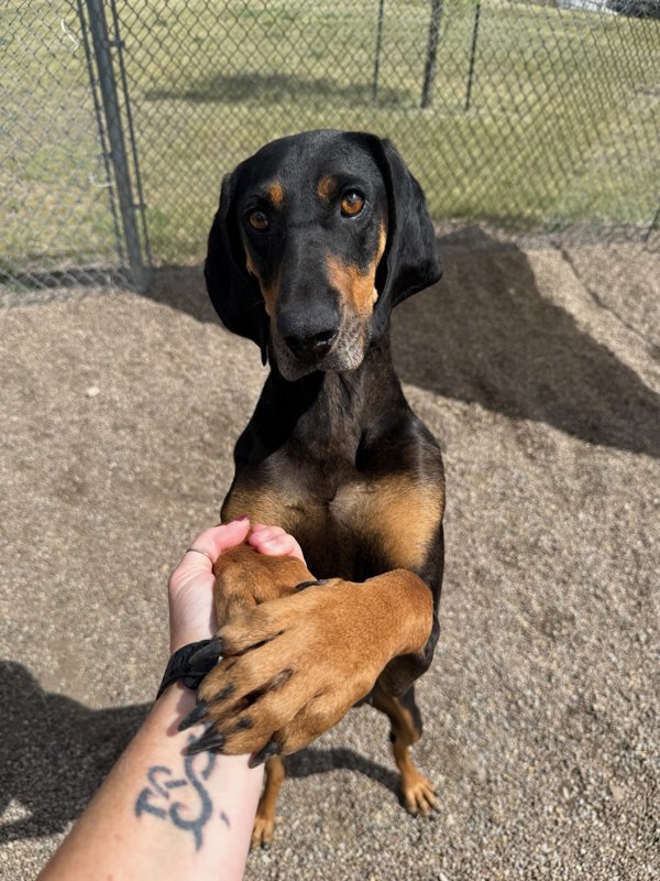 Jolene, an adoptable Mixed Breed in Great Falls, MT, 59405 | Photo Image 3