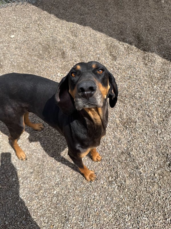 Jolene, an adoptable Mixed Breed in Great Falls, MT, 59405 | Photo Image 4