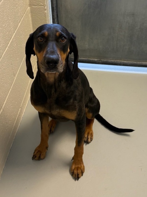 Jolene, an adoptable Mixed Breed in Great Falls, MT, 59405 | Photo Image 5