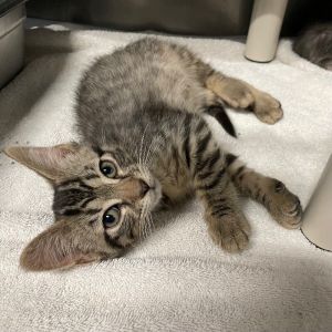 Caboose, Young Female unknown