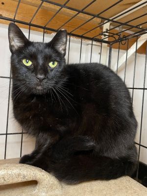 Edgar Allan Paw, Adult Male unknown