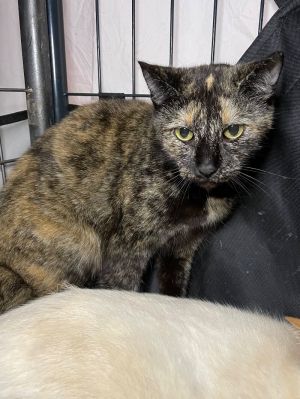 Ephra, Senior Female unknown