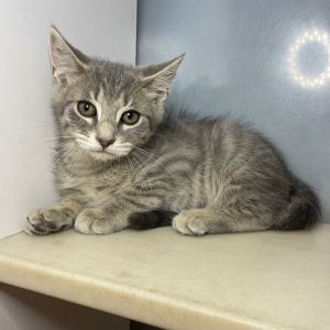Dusty Ray, Young Male unknown