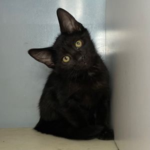 Rajah, Young Male unknown