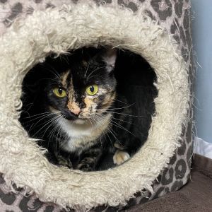 Coco, Senior Female unknown