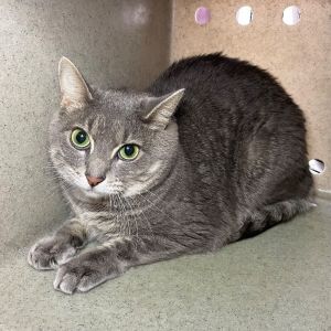 Nikki, Adult Female unknown