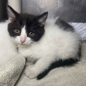 Plum, Young Female unknown