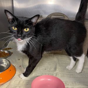 Socks, Adult Female unknown