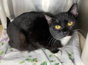 Aubrey, Adult Female unknown