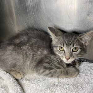 Boxcar, Young Male unknown