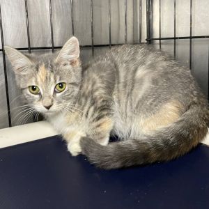 Blossom, Young Female unknown