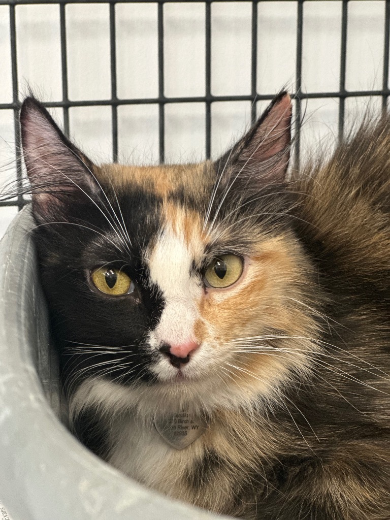 Mocha, an adoptable Domestic Long Hair in Green River, WY, 82935 | Photo Image 1