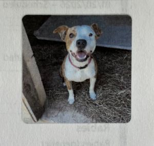 Daisy, Young Female unknown