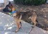 Linus* photo 2