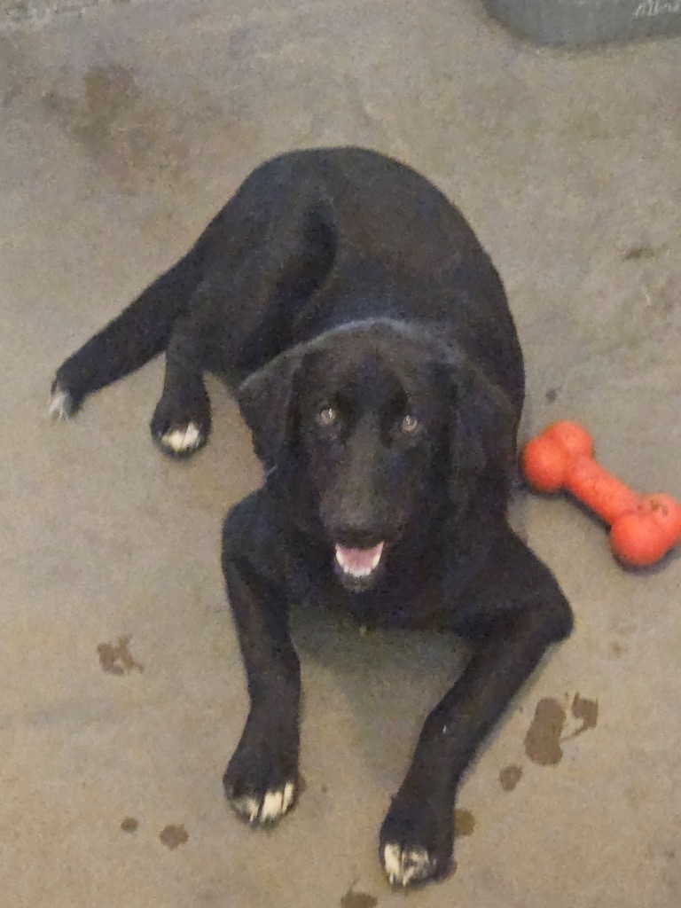 Koda