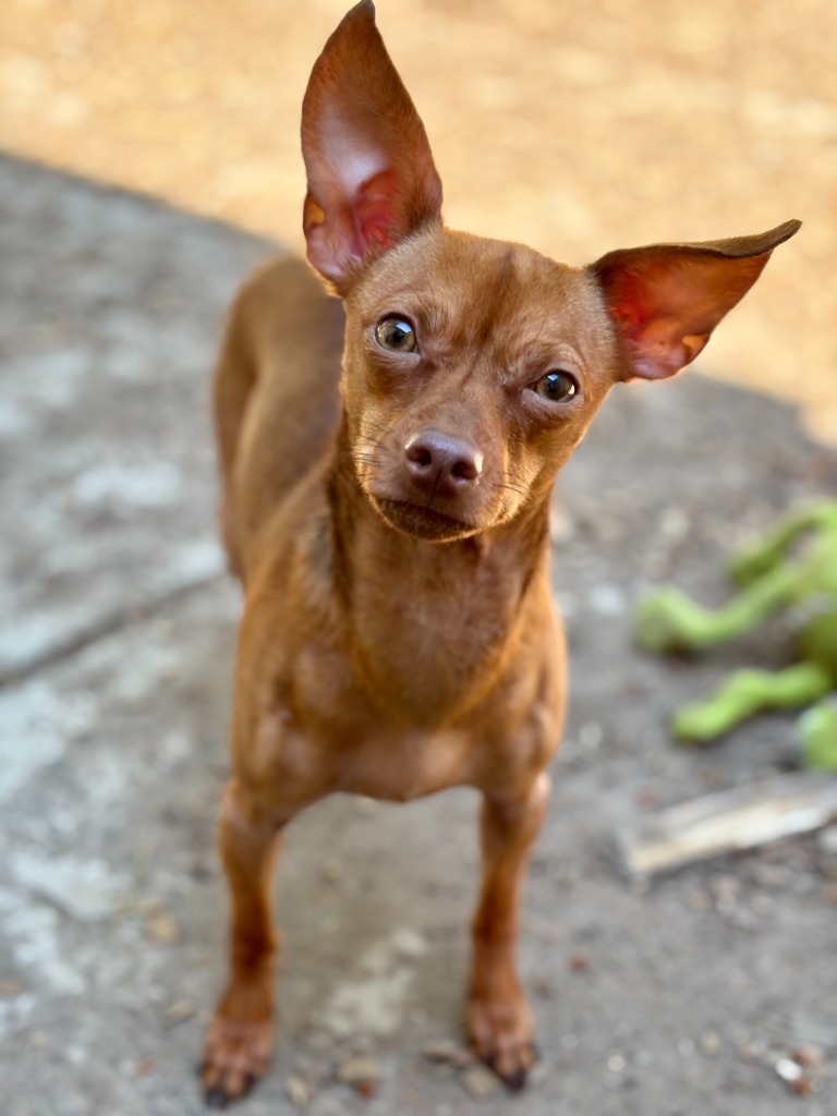 Lulu, an adoptable Chihuahua in Thompson Falls, MT, 59873 | Photo Image 1
