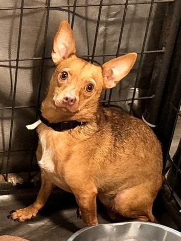 Lulu, an adoptable Chihuahua in Thompson Falls, MT, 59873 | Photo Image 2